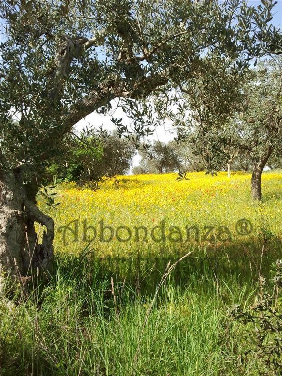 فيلا ألبيروبيللوفي Agriturismo Abbondanza المظهر الخارجي الصورة