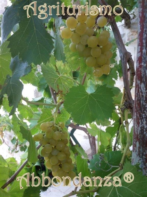 فيلا ألبيروبيللوفي Agriturismo Abbondanza المظهر الخارجي الصورة
