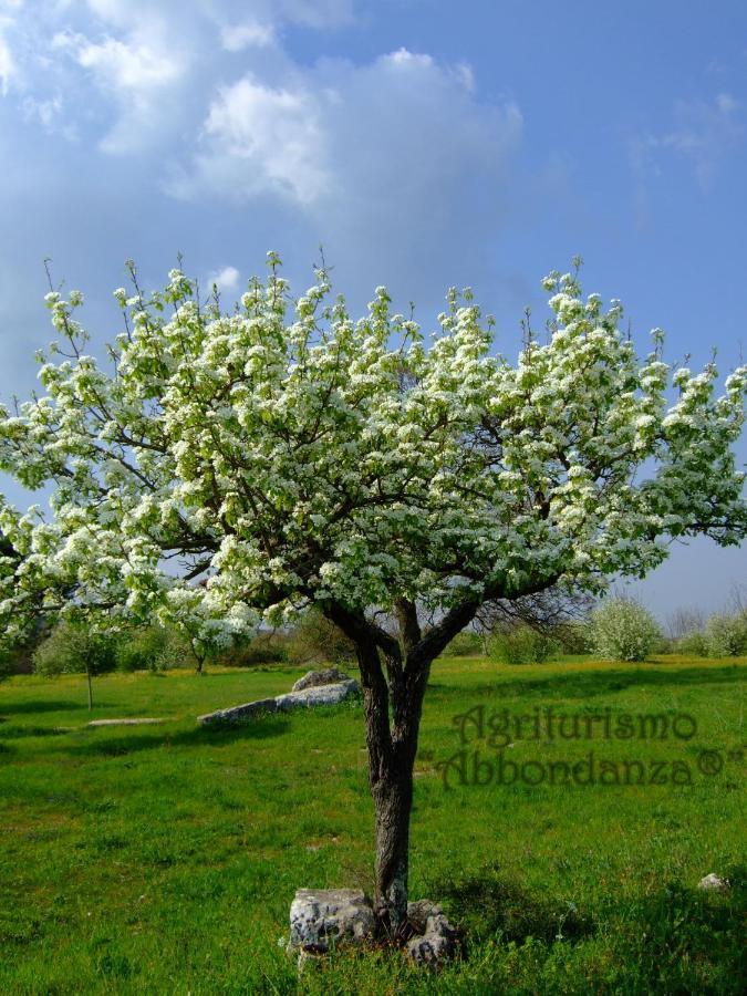 فيلا ألبيروبيللوفي Agriturismo Abbondanza المظهر الخارجي الصورة